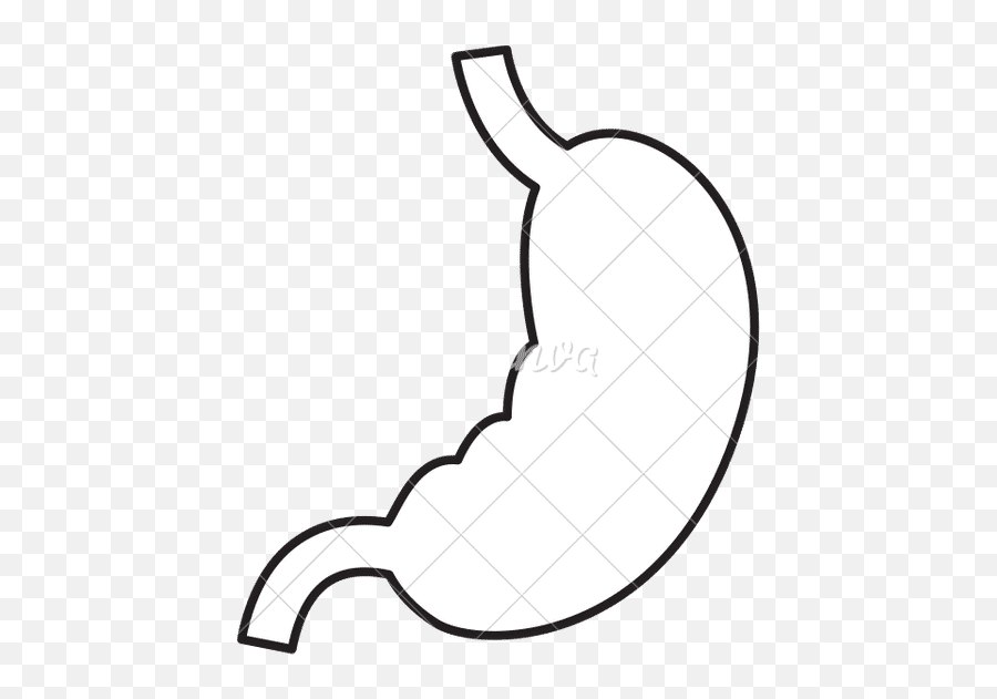Stomach Human Organ Icon - Canva Png,Organ Icon