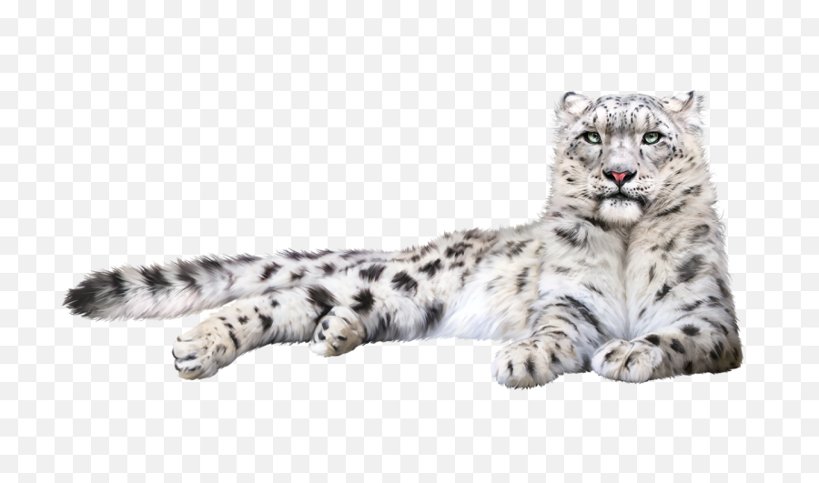 Download Free Png Hd Snow Leopard - Transparent Snow Leopard Png,Transparent Snow