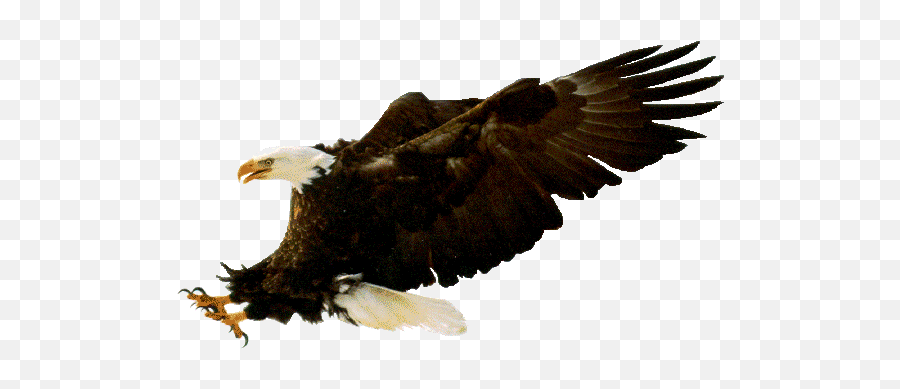 Bald Eagle - Transparent Bald Eagle Gif Png,Bald Eagle Transparent