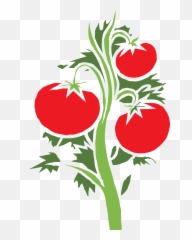Tomato Clip Leaf Transparent U0026 Png Clipart Free Download - Ywd Tomato Plant Vector Png,Tomato Clipart Png