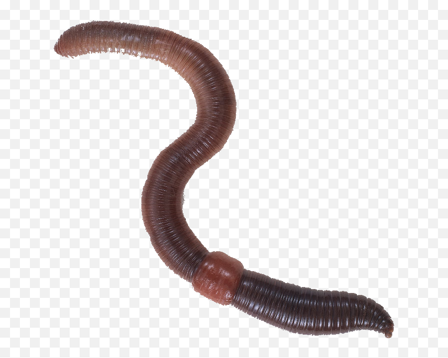 Worm Png 7 Image - Earthworm Clip Art,Worm Png