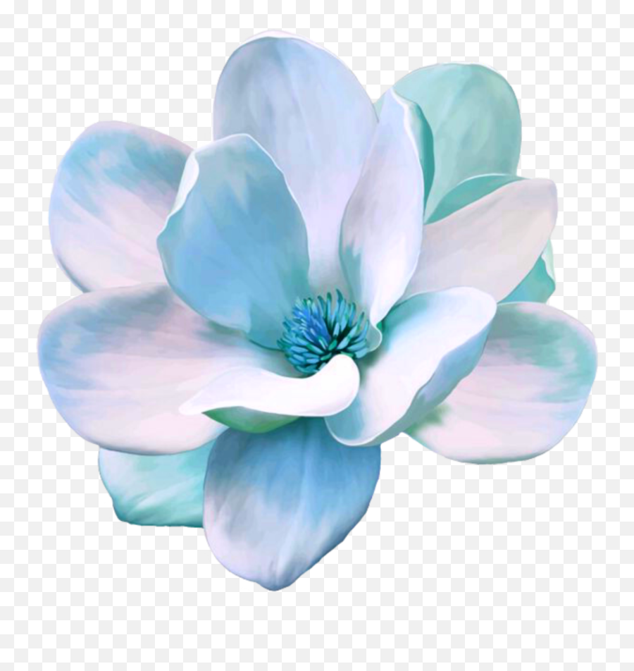 Flower Freetoedit Blue Magnolia - Magnolia Flower Png Magnolia Png,Real Flowers Png