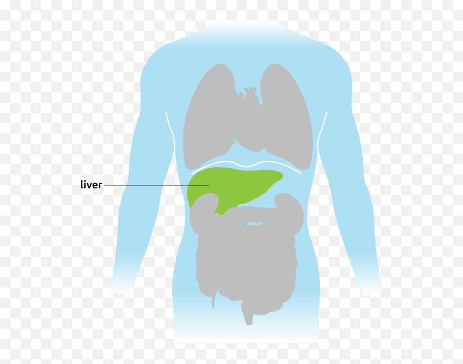 Liver - Transplant Living Cartoon Png,Liver Png