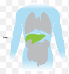 Liver - Transplant Living Cartoon Png,Liver Png