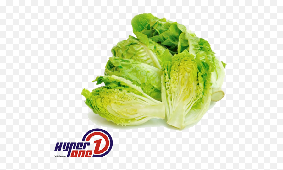 Lettuce - Lettuce Png,Lettuce Png