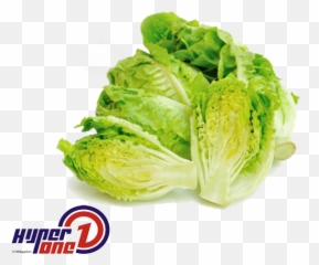 Lettuce - Lettuce Png,Lettuce Png