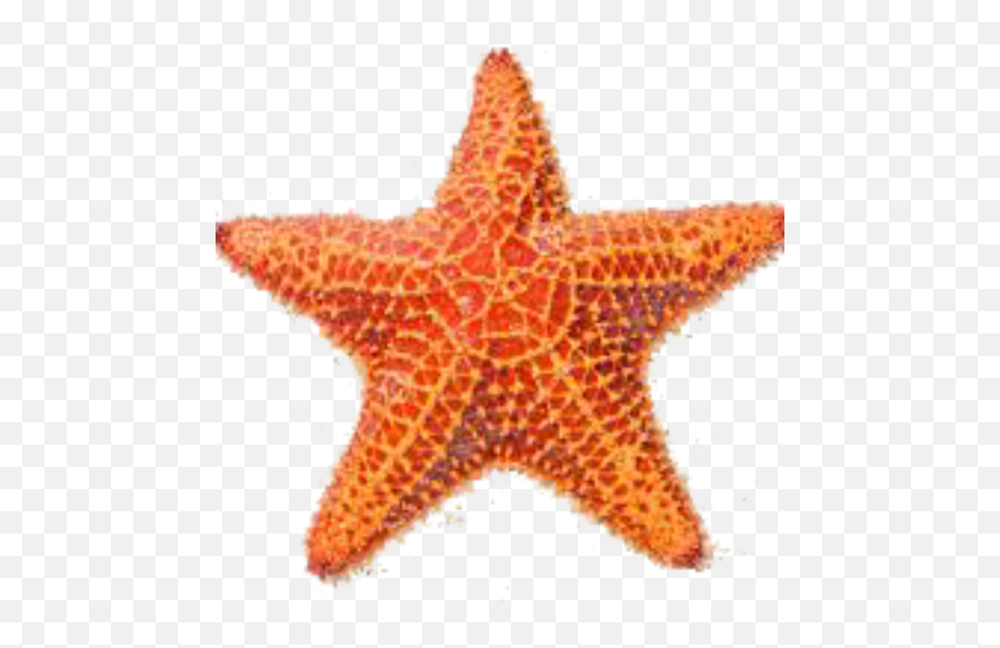 Sea Star Png 1 Image - Sea Star Image Png,Sea Star Png