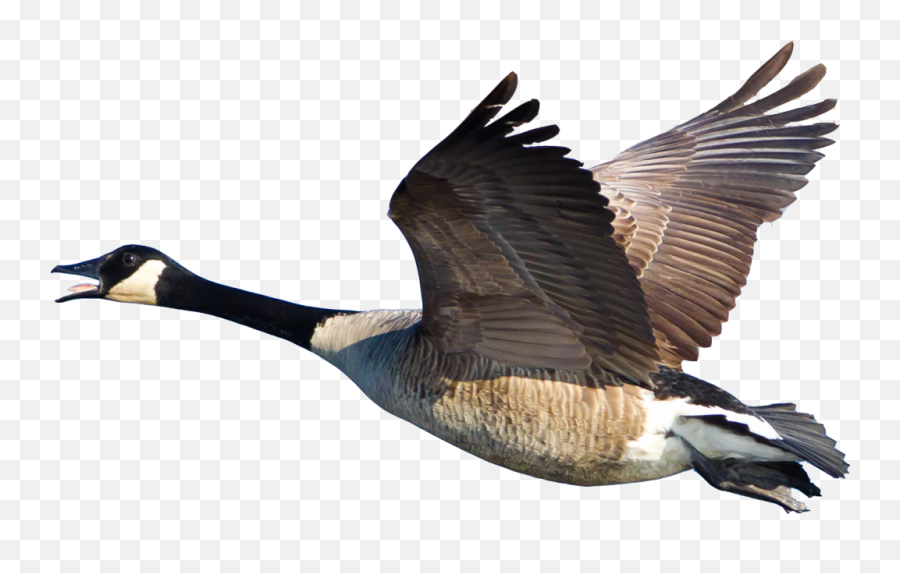 Geese Police Get Rid Of In Georgia - Guaranteed Canada Goose Png,Goose Png
