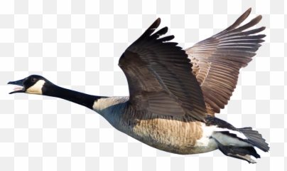 Geese Police Get Rid Of In Georgia - Guaranteed Canada Goose Png,Goose Png