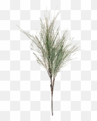 Pine Branch Transparent Images Png Mart - Grass