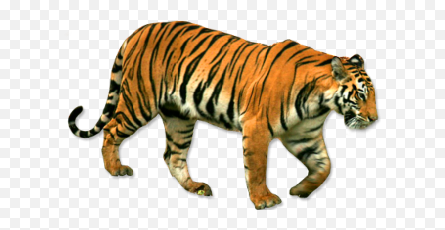 Tiger Png Transparent Background Image For Free Download 17 - Tiger Editing Photo Hd,Tiger Transparent Background