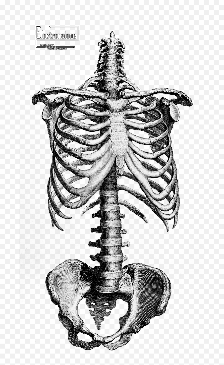 Google Recherche Dimages Correspondant - Anatomy Human Skeleton Drawing Png,Rib Cage Png