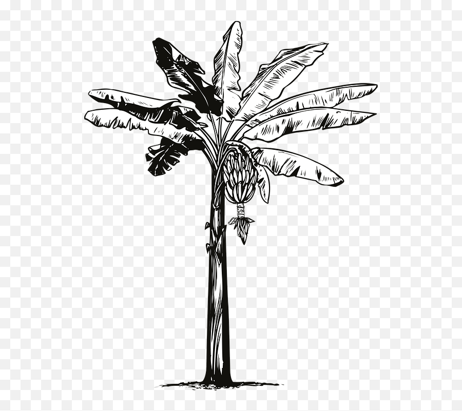 Banana Tree - Free Vector Graphic On Pixabay Sketch Banana Tree Drawing Png,Tree Vector Png