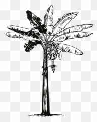 Banana Tree - Free vector graphic on Pixabay Sketch Drawing png