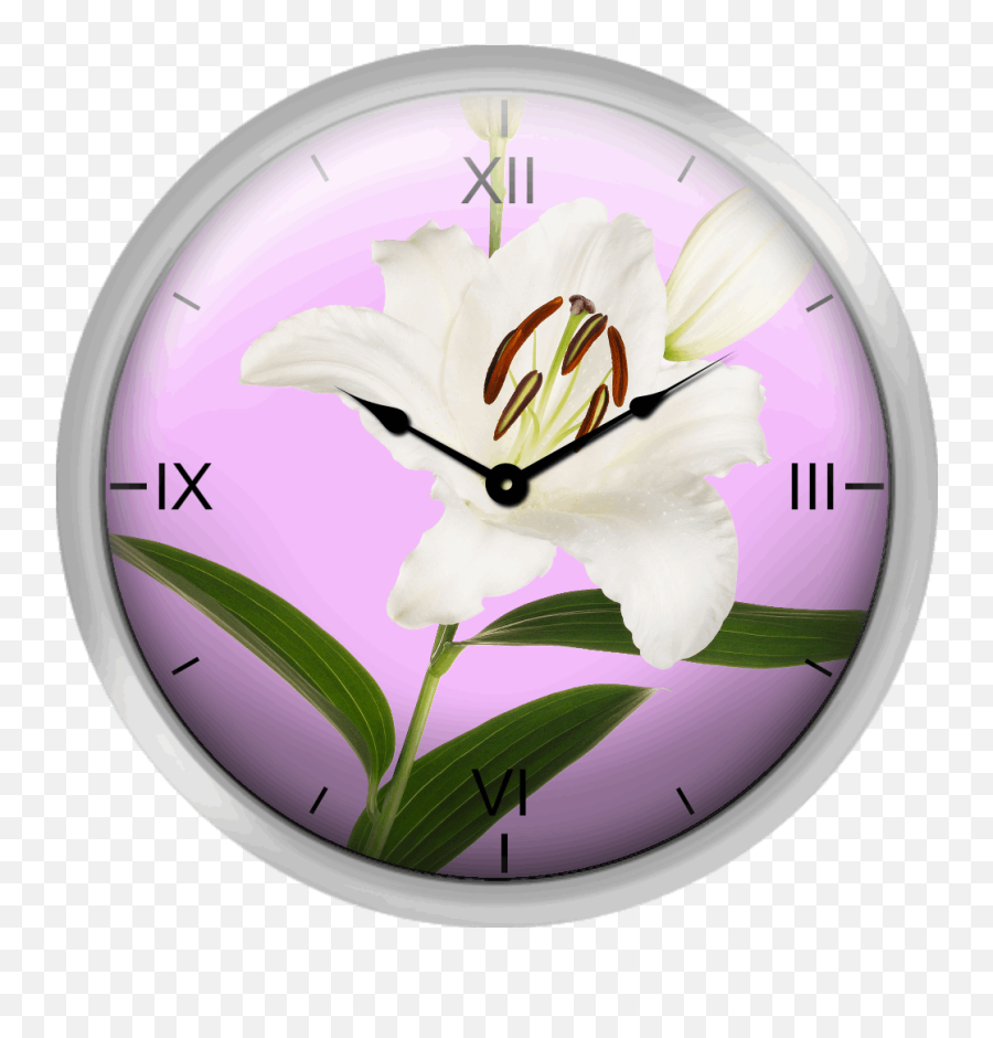 Xpress Clocks - Gallery White Lily On Magenta Blush Cuckoo Clock Png,White Lily Png