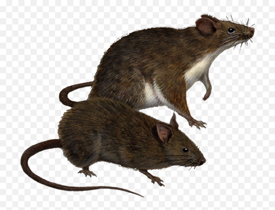 Download Rat Png Clipart Hq Image - Rats Clipart,Rat Transparent