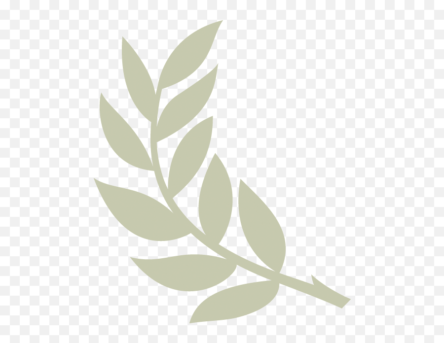 Image Result For Olive Branch - Transparent Background Olive Branch Clipart Png,Olive Branch Png