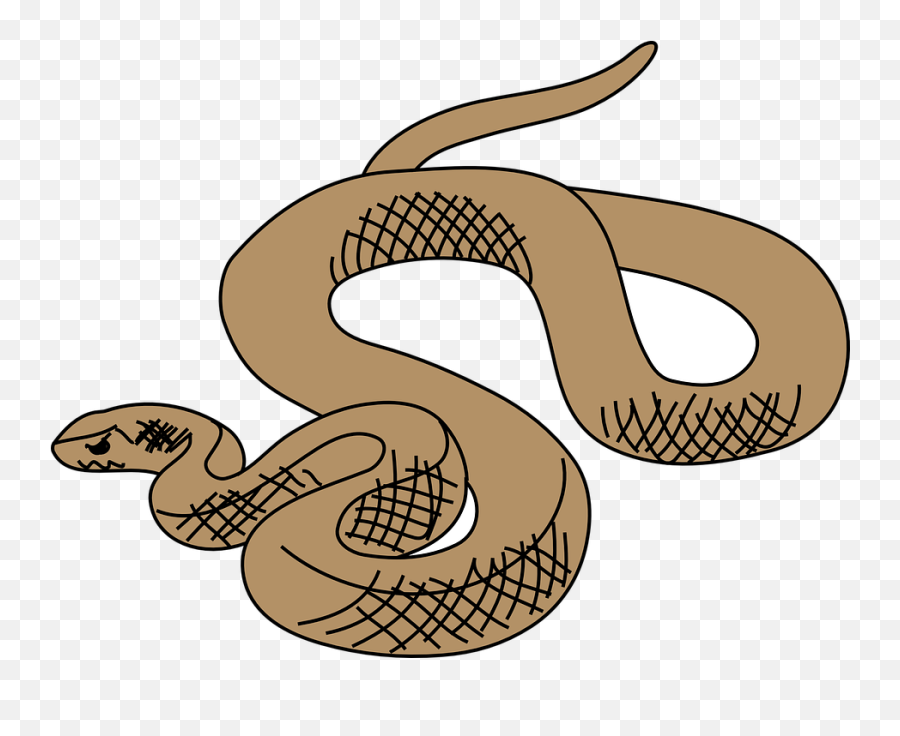 Snake Brown Reptile - Free Vector Graphic On Pixabay Brown Tree Snake Drawing Png,Snake Transparent