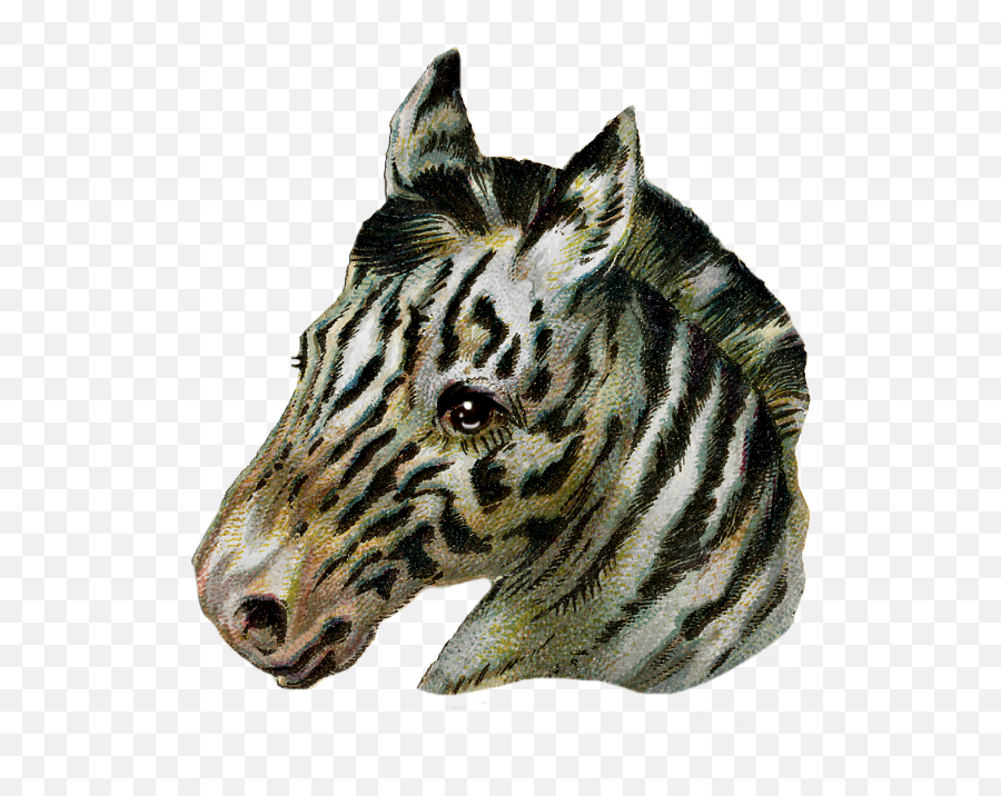 Vintage Zebra Scrap Piece - Warthog Transparent Cartoon Zebra Png,Warthog Png