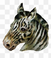 Vintage Zebra Scrap Piece - Warthog Transparent Cartoon Zebra Png,Warthog Png