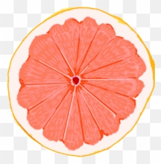 Free Online Grapefruit Orange Fruit Food Vector For - Cafedirect Png,Grapefruit Icon