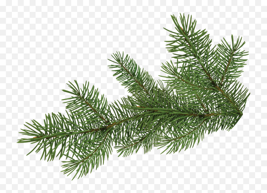 Download Pine Tree Branch - Portable Network Graphics Full Pine Tree Branch Png,Pine Branch Png