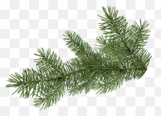 Download Pine Tree Branch - Portable Network Graphics Full Png