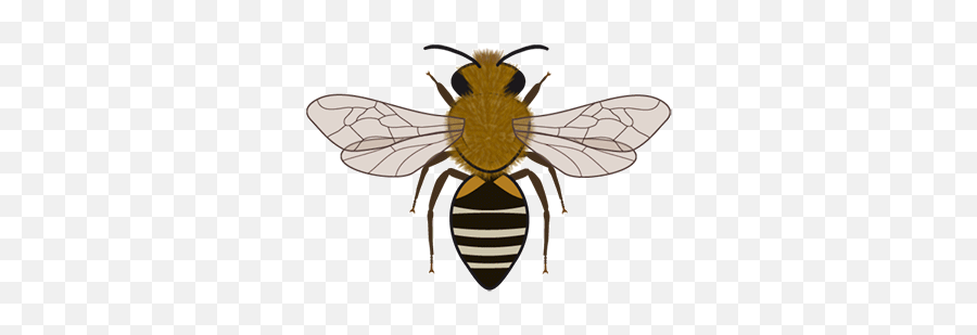 Bee Icons Cc - Bync Bartomeus Lab Parasitism Png,Bumblebee Icon