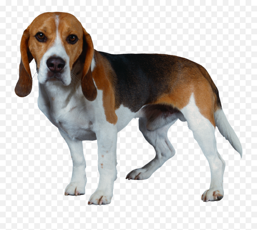 Dog Png - Transparent Background Beagle Dog Png,Dog Png Transparent
