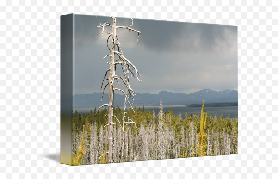 Lonesome Dead Pine By Byron Morris - Picture Frame Png,Dead Grass Png