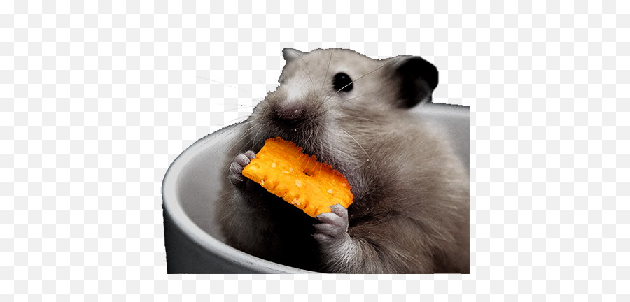 Yolomouse - Small Animal Food Png,Lotro Desktop Icon