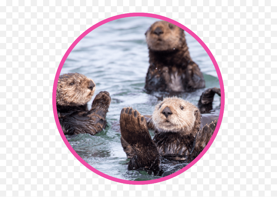 Wildlife Protection Pollution U0026 Animals Nestlé Pure Life - Sea Otters Png Transparent Otter,Sea Otter Icon