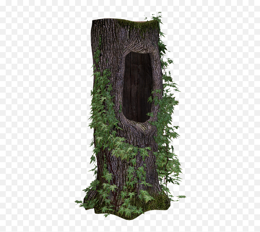 Tree Trunk Ivy - Free Image On Pixabay Transparent Tree Stumps Png,Nature Png