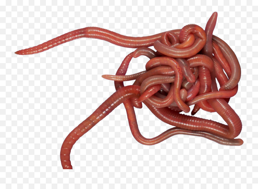 Earthworm Worm Png - Earthworms Png,Worm Png
