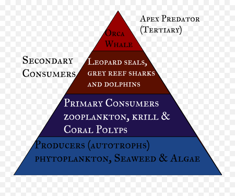 An Orcas Energy Pyramid - Triangle Png,Food Pyramid Png - free ...