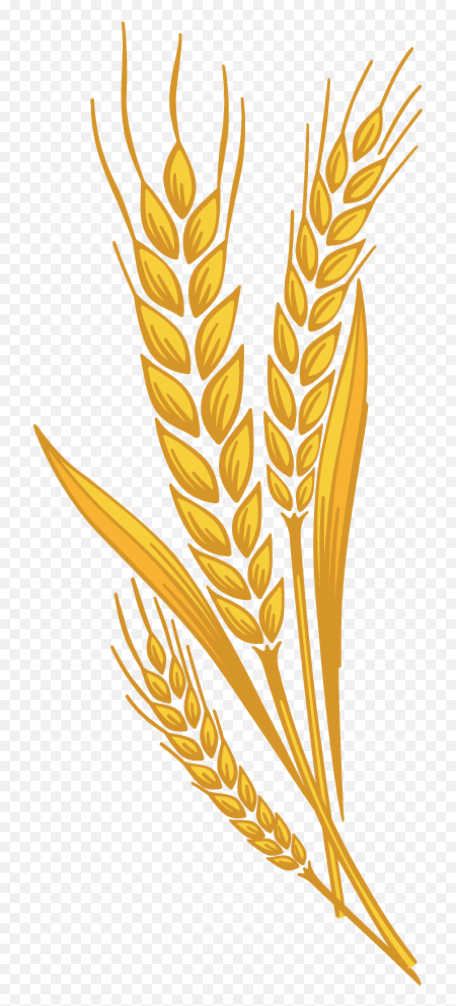 Library Of Shock Wheat Graphic - Clipart Wheat Png,Wheat Transparent Background