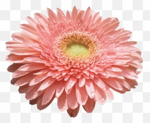 Flores Png - Portable Network Graphics,Flores Png