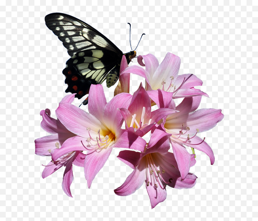Butterfly Transparent Png Image Free Clipart Vectors Psd - Butterflies On Flower Transparent,Butterfly Vector Png