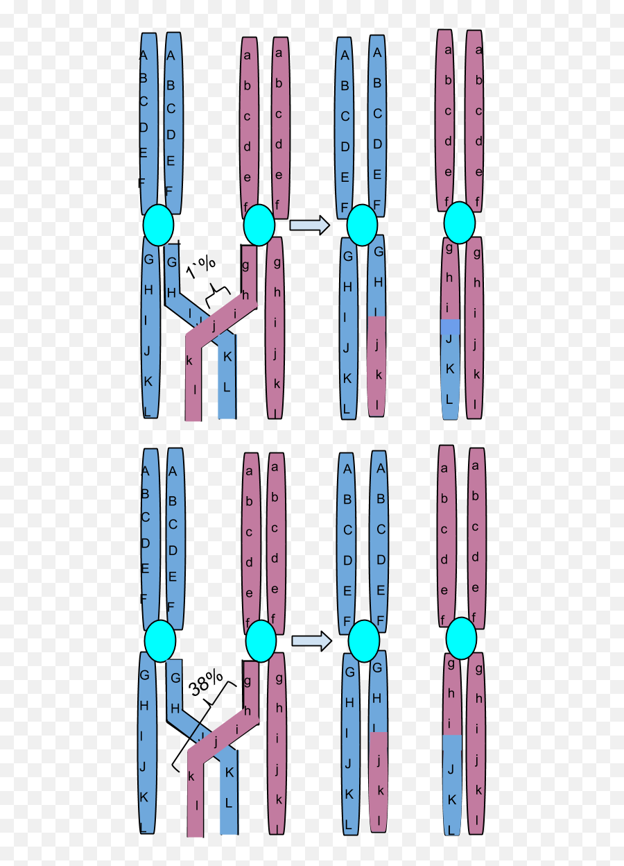 Chromosomal Crossing Over - Crossing Over Examples Png,Chromosome Png