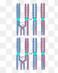 Chromosomal Crossing Over - Examples png