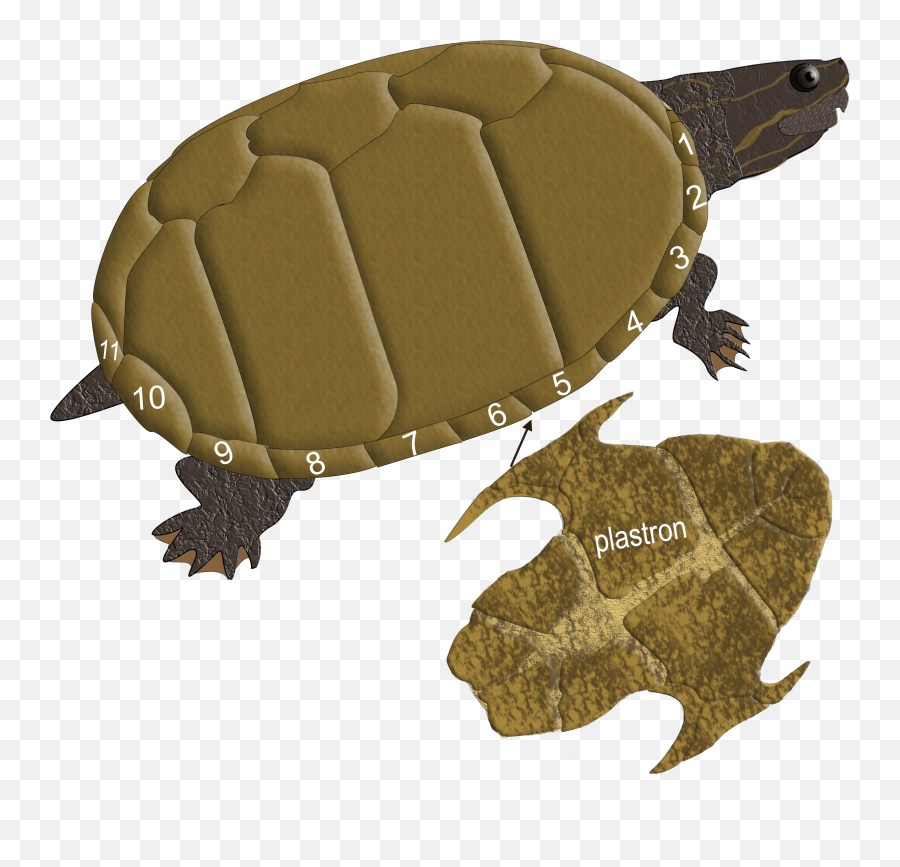 Illinois Natural History Survey Turtles Png Turtle