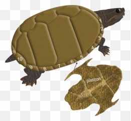 Illinois Natural History Survey Turtles Png Turtle