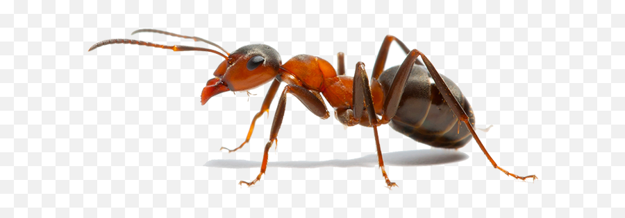 Insect The Ants Weaver Ant Fire - Ant Insect Png,Ants Png