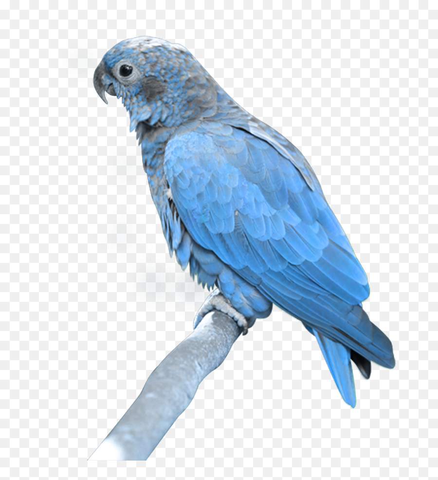 Parrot Png Images Free Pictures Download - Blue Turquoise Amazon Parrot,Parrot Transparent