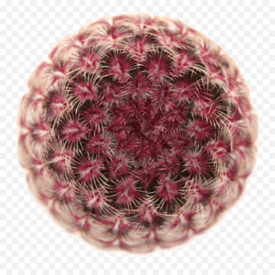 13 Rare Cacti And Where To Find Them - Sublime Succulents Rare Red Cactus Png,Cute Cactus Png