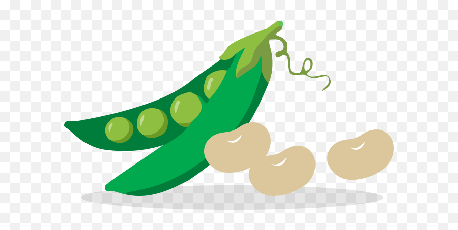 Download Fruits And Veggies Vegetables Beans - Vegetable Png Legumes Clipart,Veggies Png
