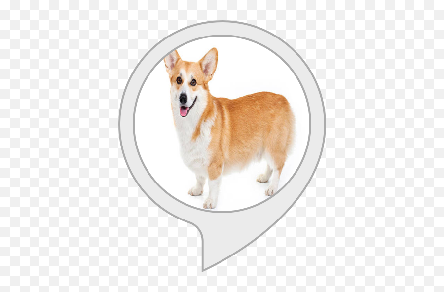 Corgi Converter - Dorgi Png,Corgi Png