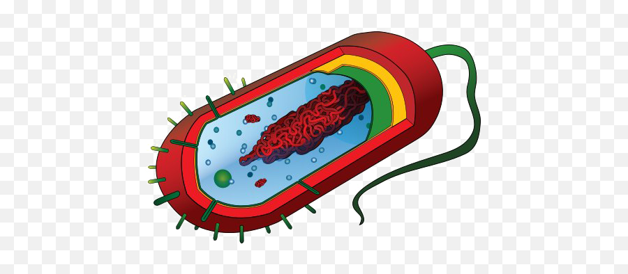 Bacteria Png Image - Prokaryotic Cell Diagram,Bacteria Png