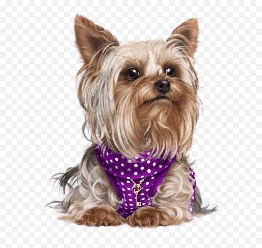 Download Yorky Puppy Images Cute - Yorkie Png,Cute Dog Png