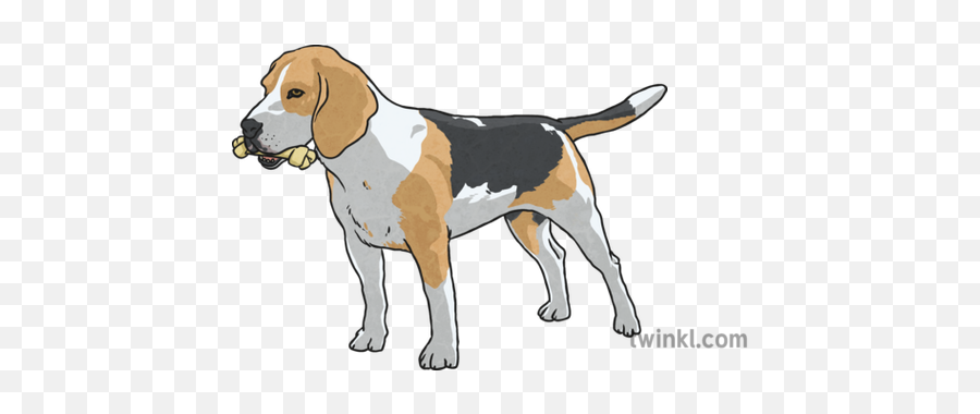 Beagle Dog With Bone Illustration - Twinkl English Foxhound Png,Dog Bone Png